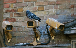 Dépigeonnage à Clichy